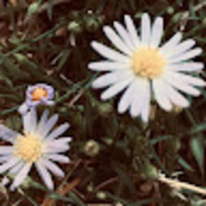 Meet your Posher, Adriana